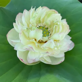 2024 Clouds in Moling Lotus (Bare Root)