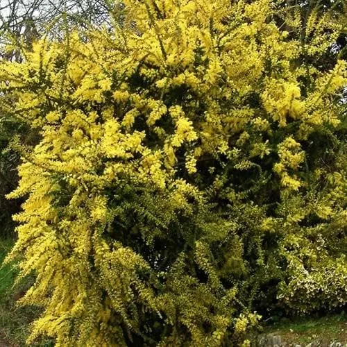 Acacia pravissima