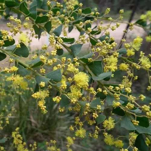 Acacia pravissima
