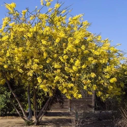 Acacia pravissima