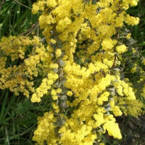 Acacia pravissima