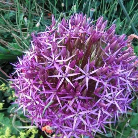 Allium Christophii