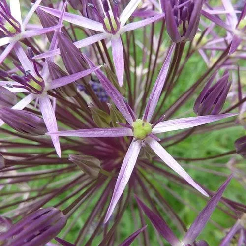 Allium Christophii