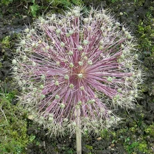 Allium Christophii