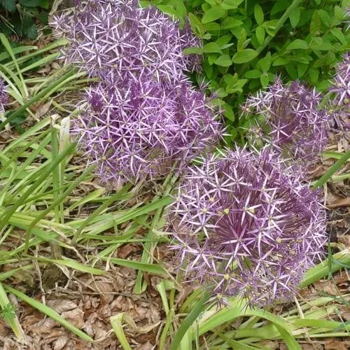 Allium Christophii