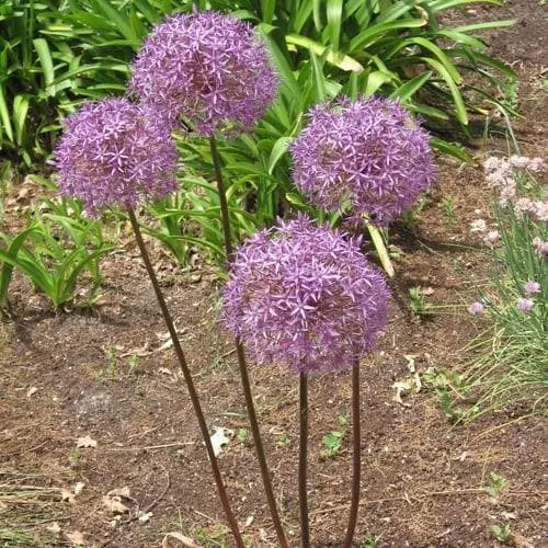 Allium Christophii