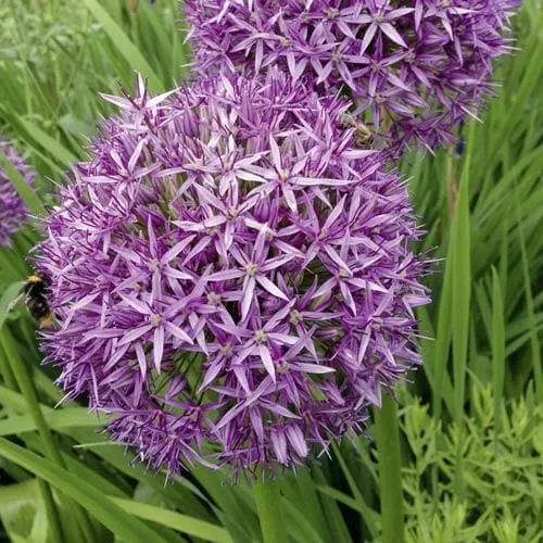 Allium Christophii