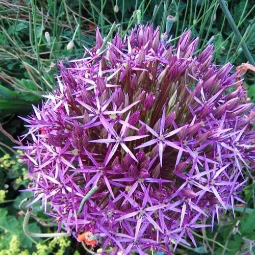 Allium Christophii