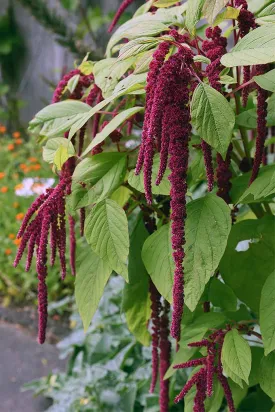 Amaranthus - Love Lies Bleeding (Seeds)