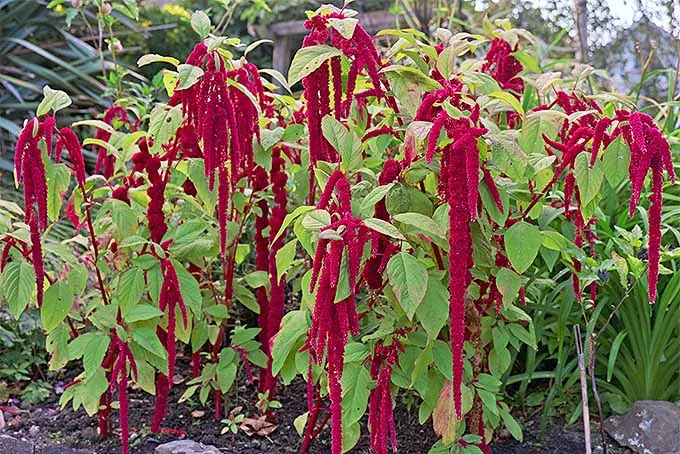 Amaranthus - Love Lies Bleeding (Seeds)