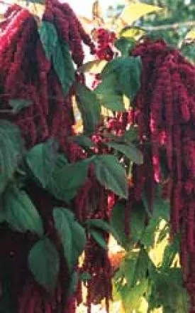Amaranthus - Love Lies Bleeding (Seeds)