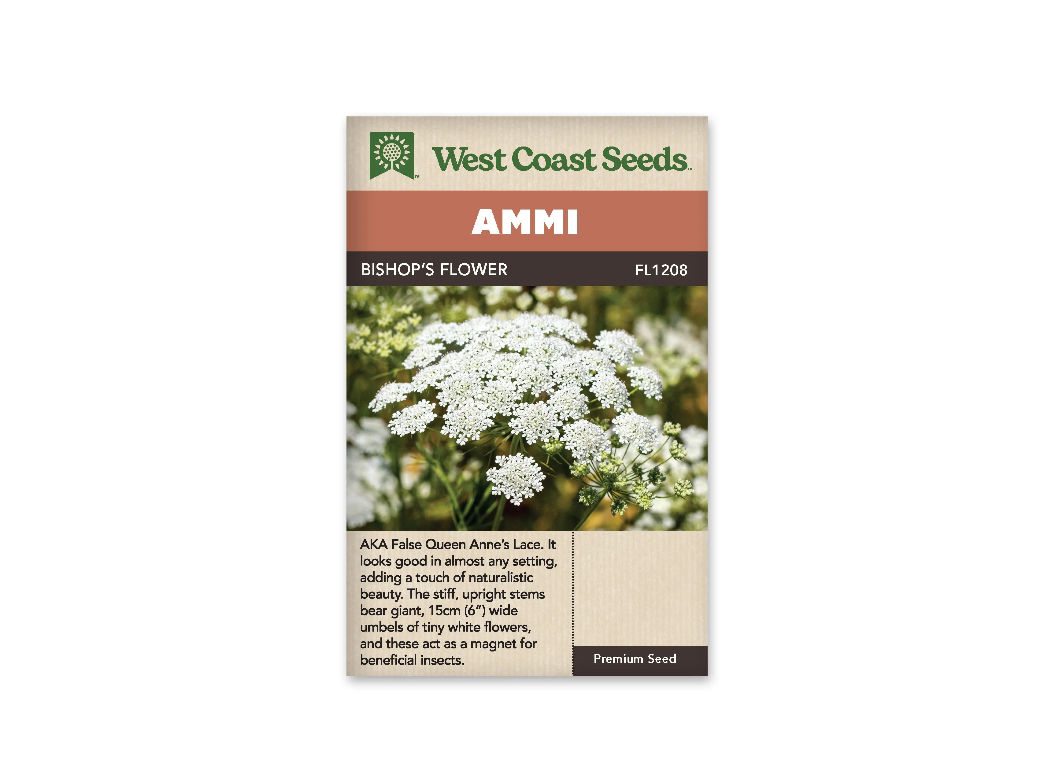 Ammi - Bishop's Flower (Seeds)