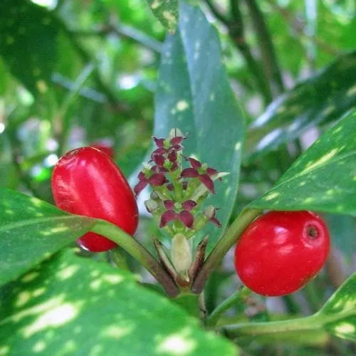 Aucuba japonica Variegata - female