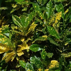 Aucuba japonica Variegata - female