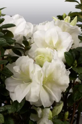 Azalea Autumn Moonlight Encore Large 2.5-3"