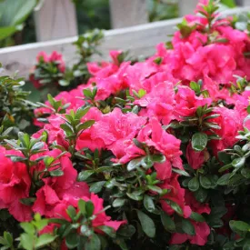 Azalea Bloomathon Hot Pink 3g
