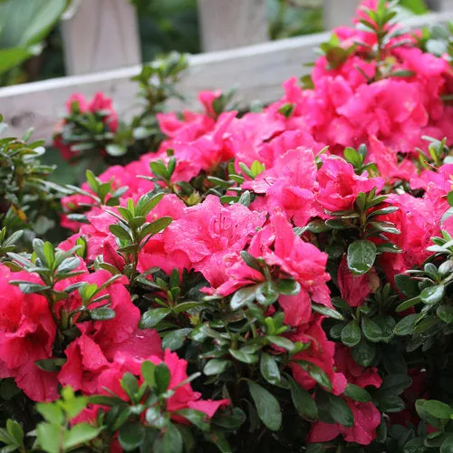 Azalea Bloomathon Hot Pink 3g