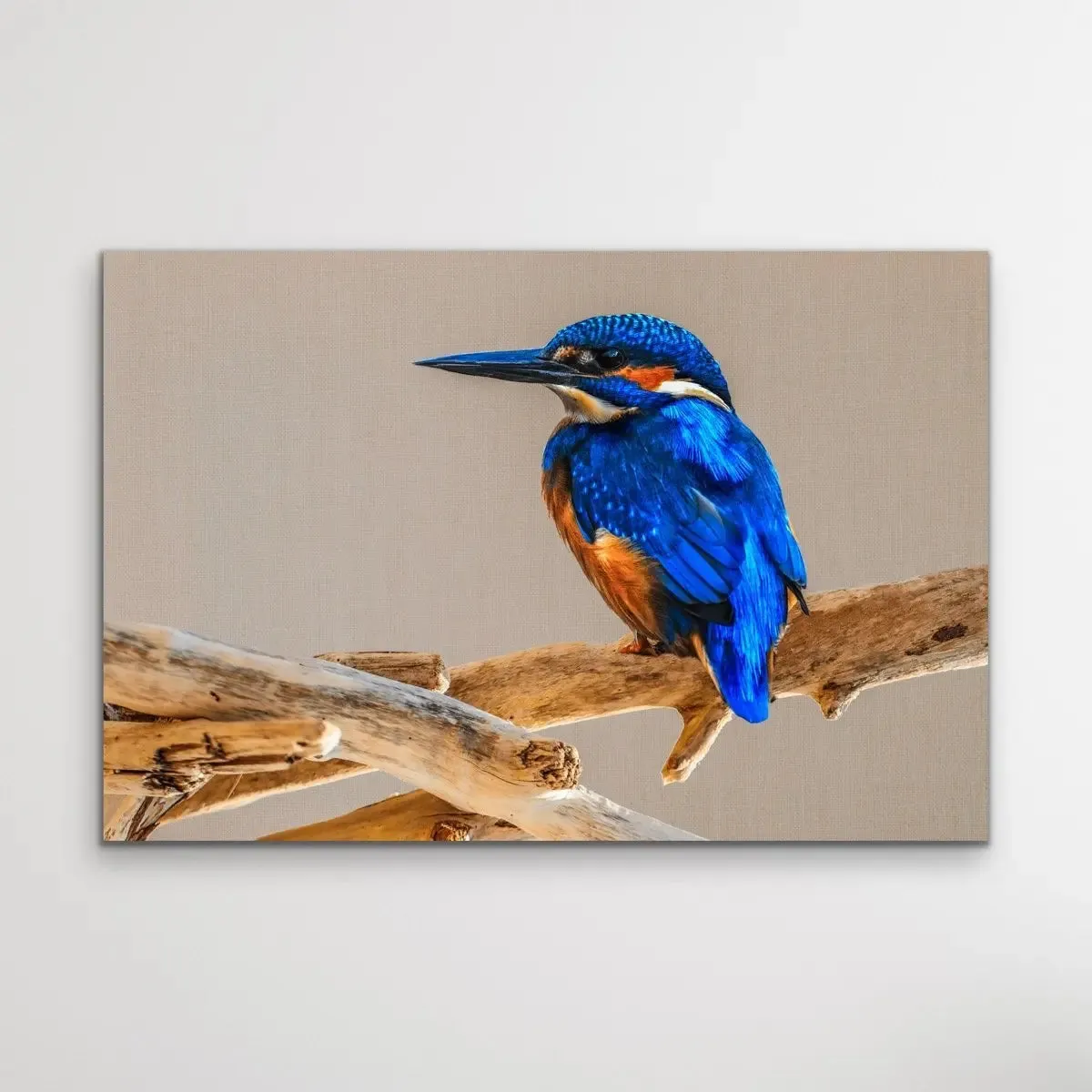 Azure Kingfisher- Blue Australian Bird Canvas And Art Print