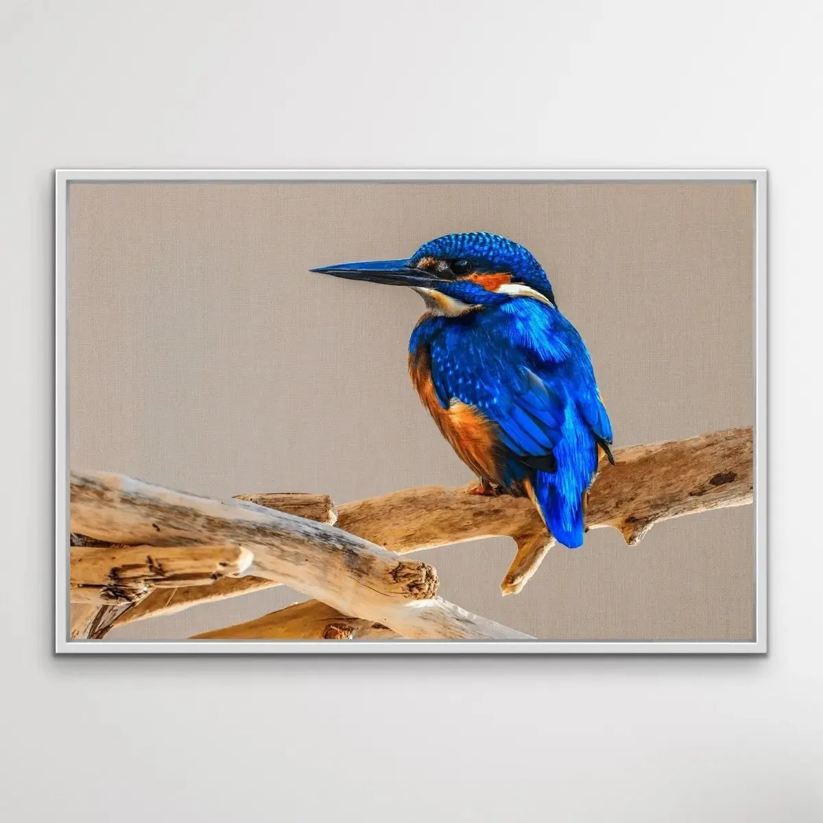 Azure Kingfisher- Blue Australian Bird Canvas And Art Print