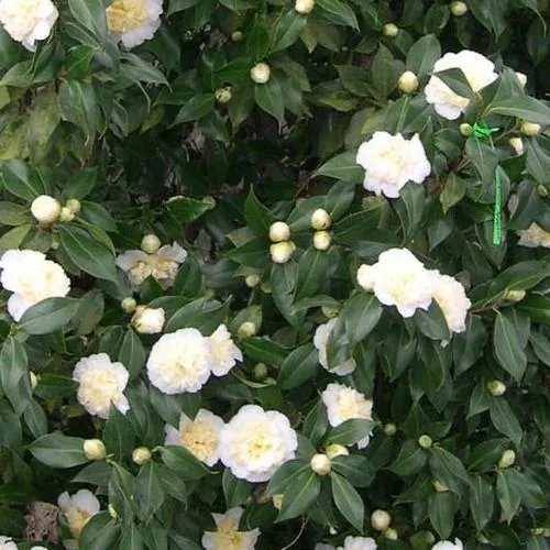 Camellia japonica Brushfield Yellow