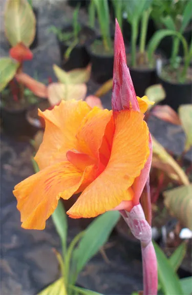 Canna (Bengal Tiger)