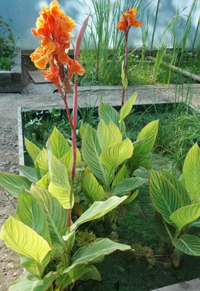 Canna (Bengal Tiger)