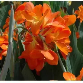 Canna 'Orange Punch' - Orange (Bare Root)