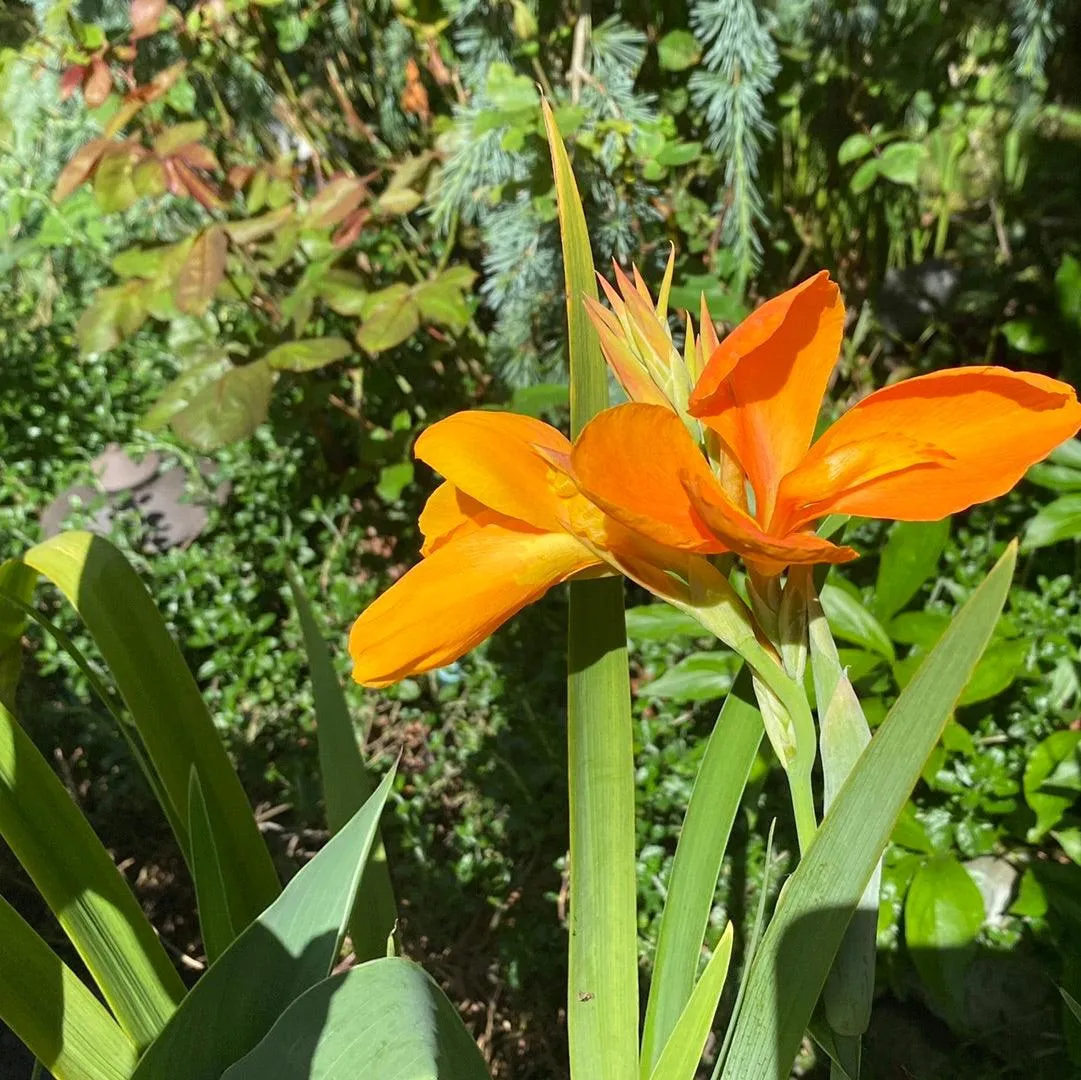 Canna 'Orange Sherbert' - Orange (Bare Root)