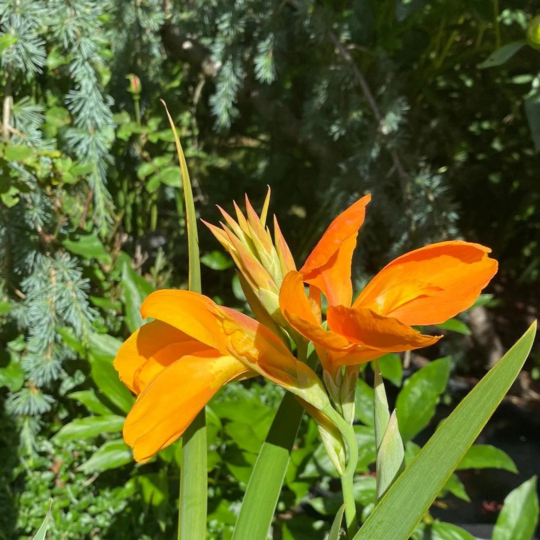 Canna 'Orange Sherbert' - Orange (Bare Root)