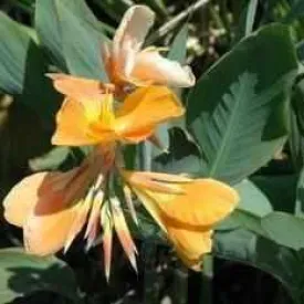 Canna 'Orange Sherbert' - Orange (Bare Root)