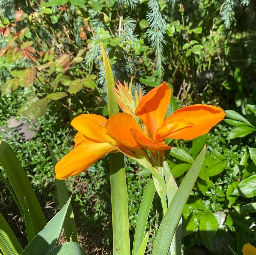 Canna 'Orange Sherbert' - Orange (Bare Root)