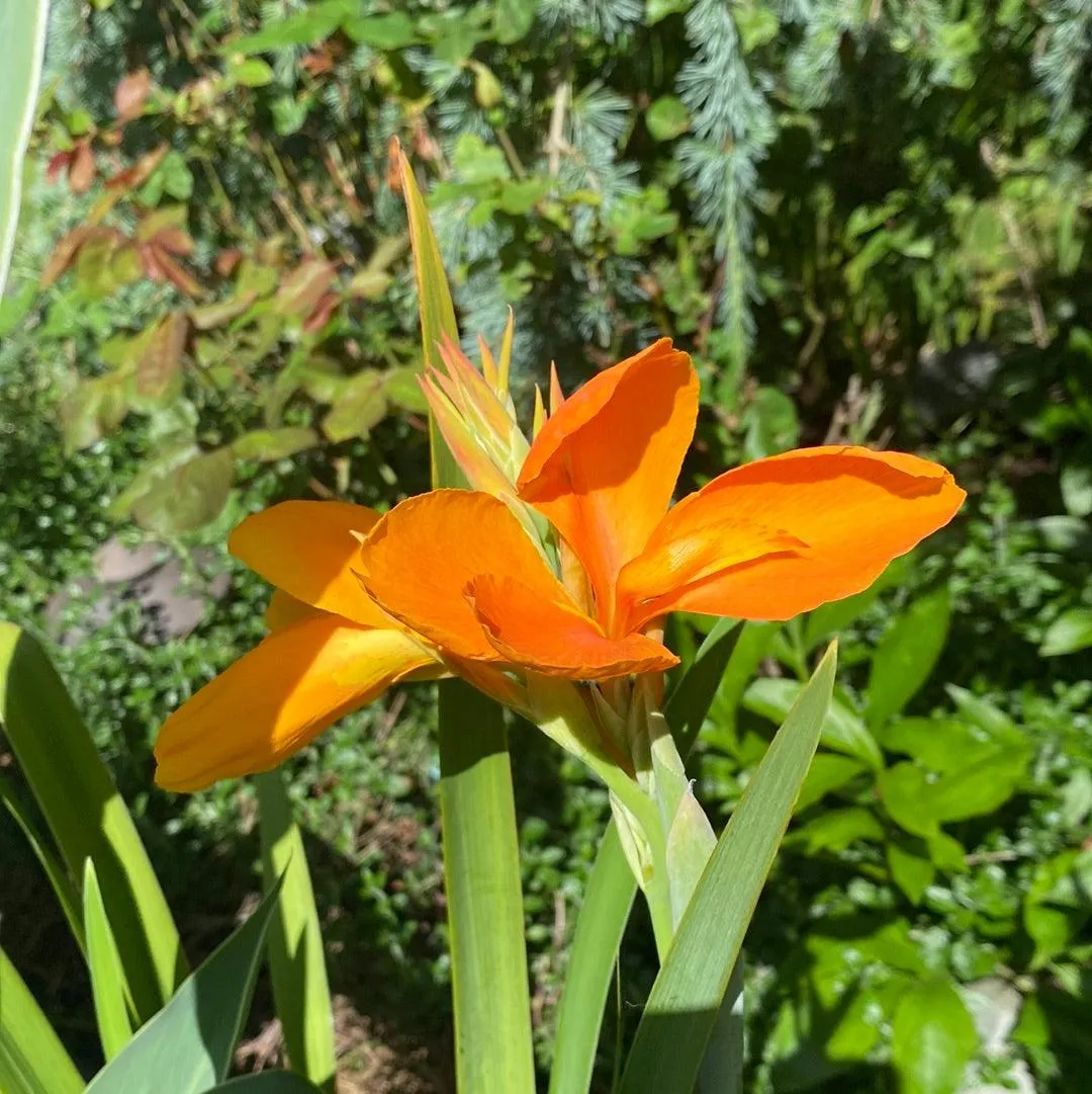 Canna 'Orange Sherbert' - Orange (Bare Root)