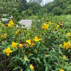 Cedarglade St. John's Wort - Hypericum frondosum