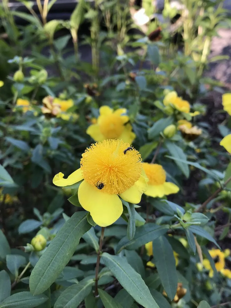 Cedarglade St. John's Wort - Hypericum frondosum