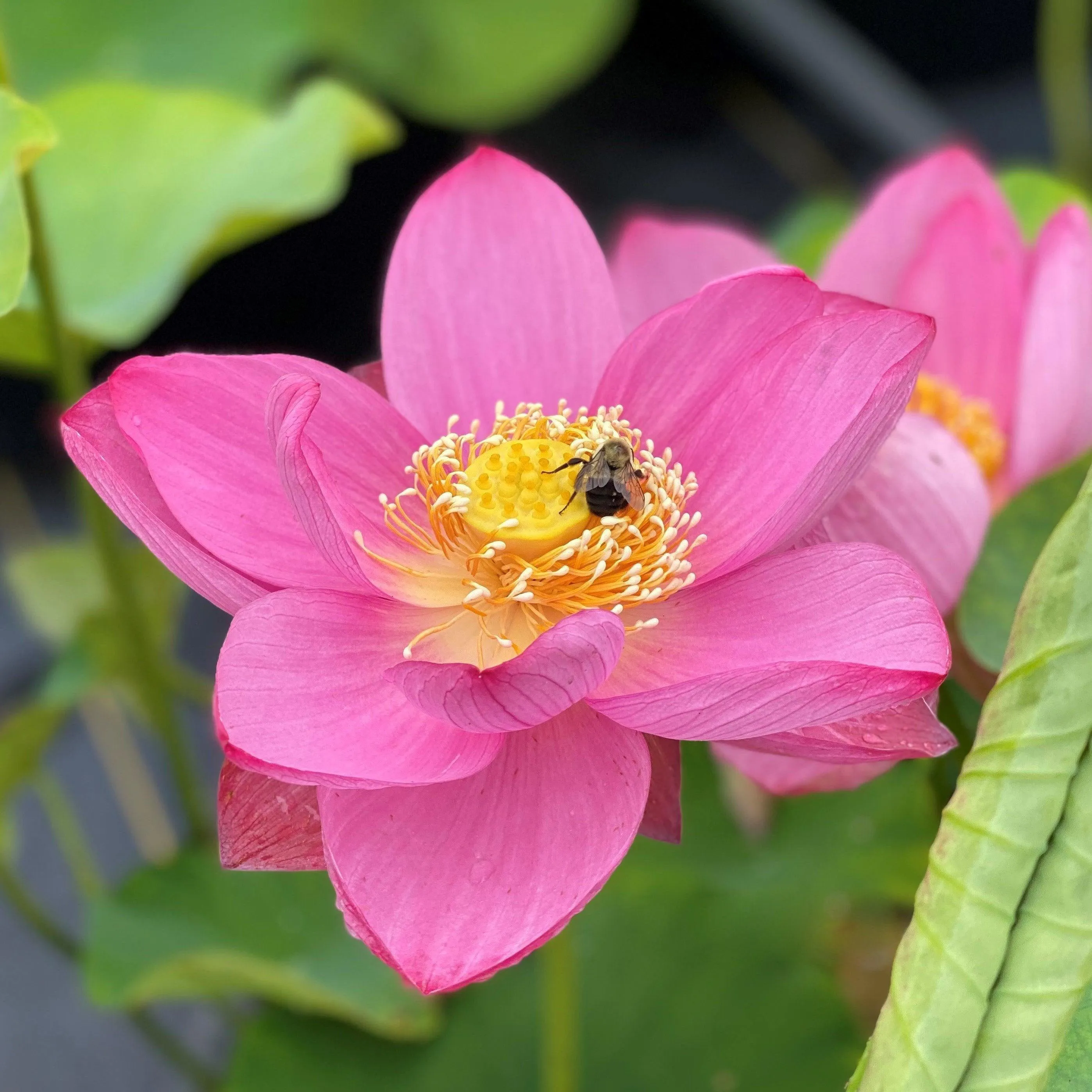 Christin, Mia Bellezza Lotus (Bare Root)