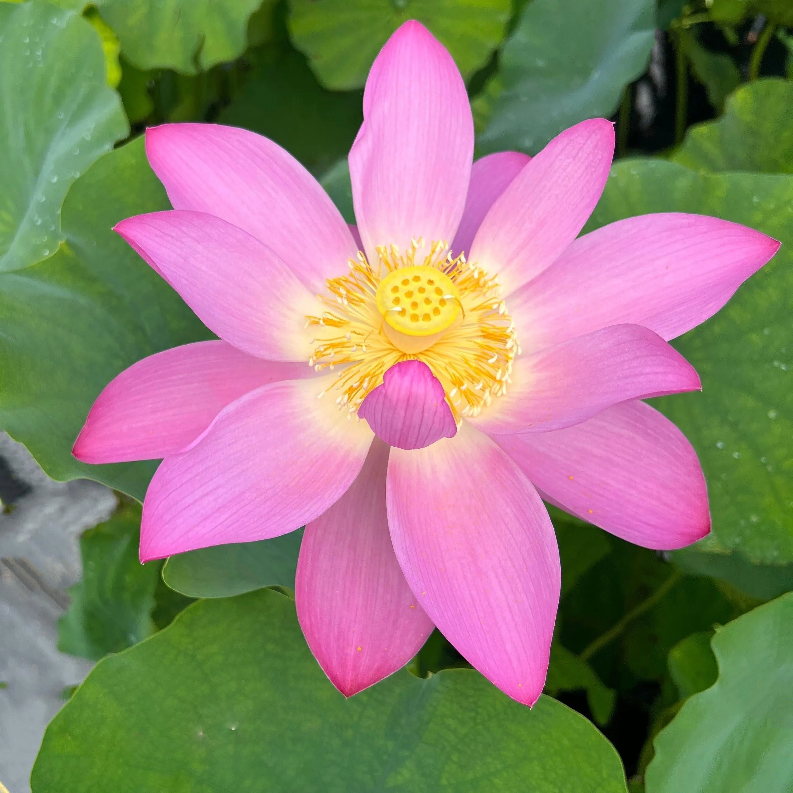 Christin, Mia Bellezza Lotus (Bare Root)
