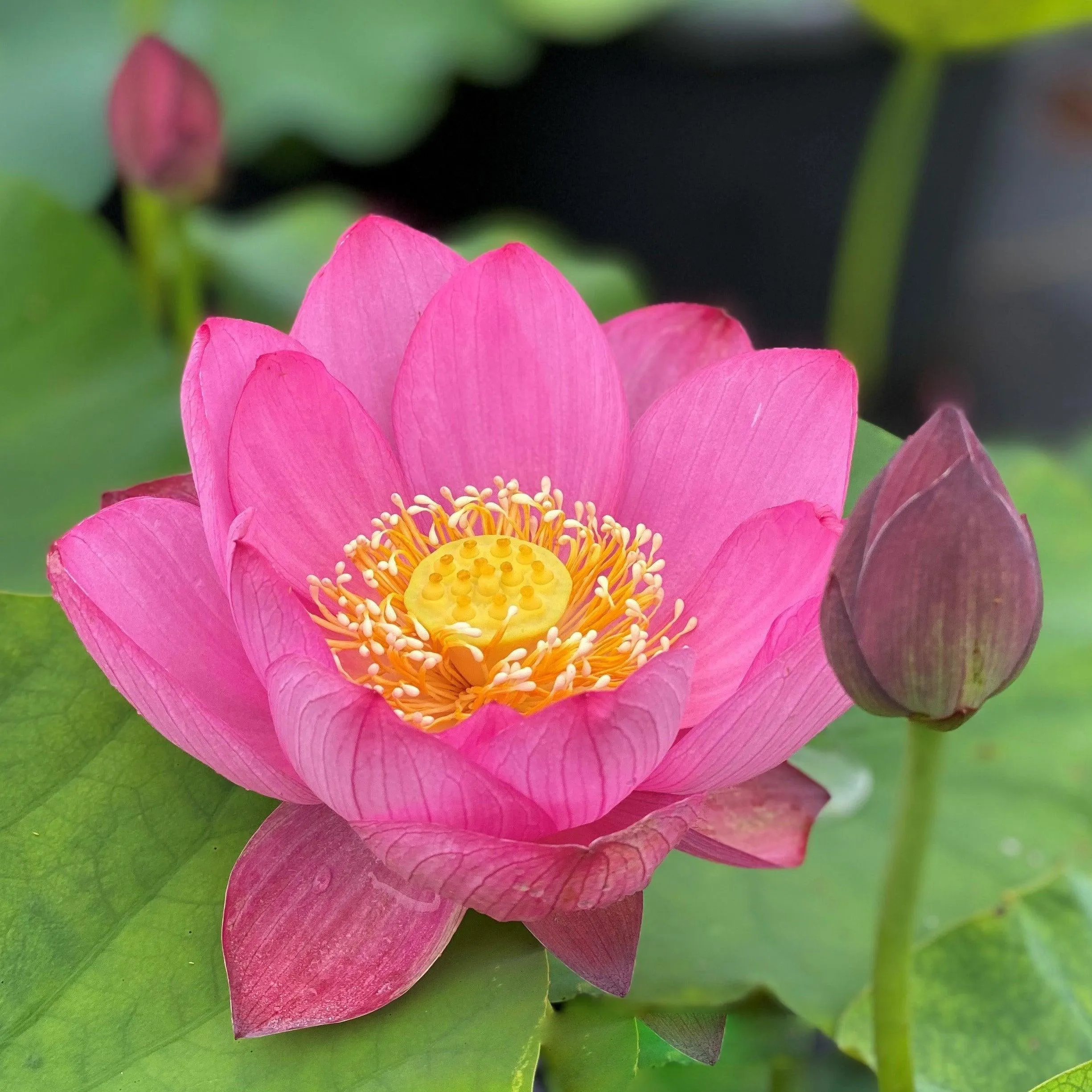 Christin, Mia Bellezza Lotus (Bare Root)