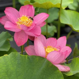 Christin, Mia Bellezza Lotus (Bare Root)