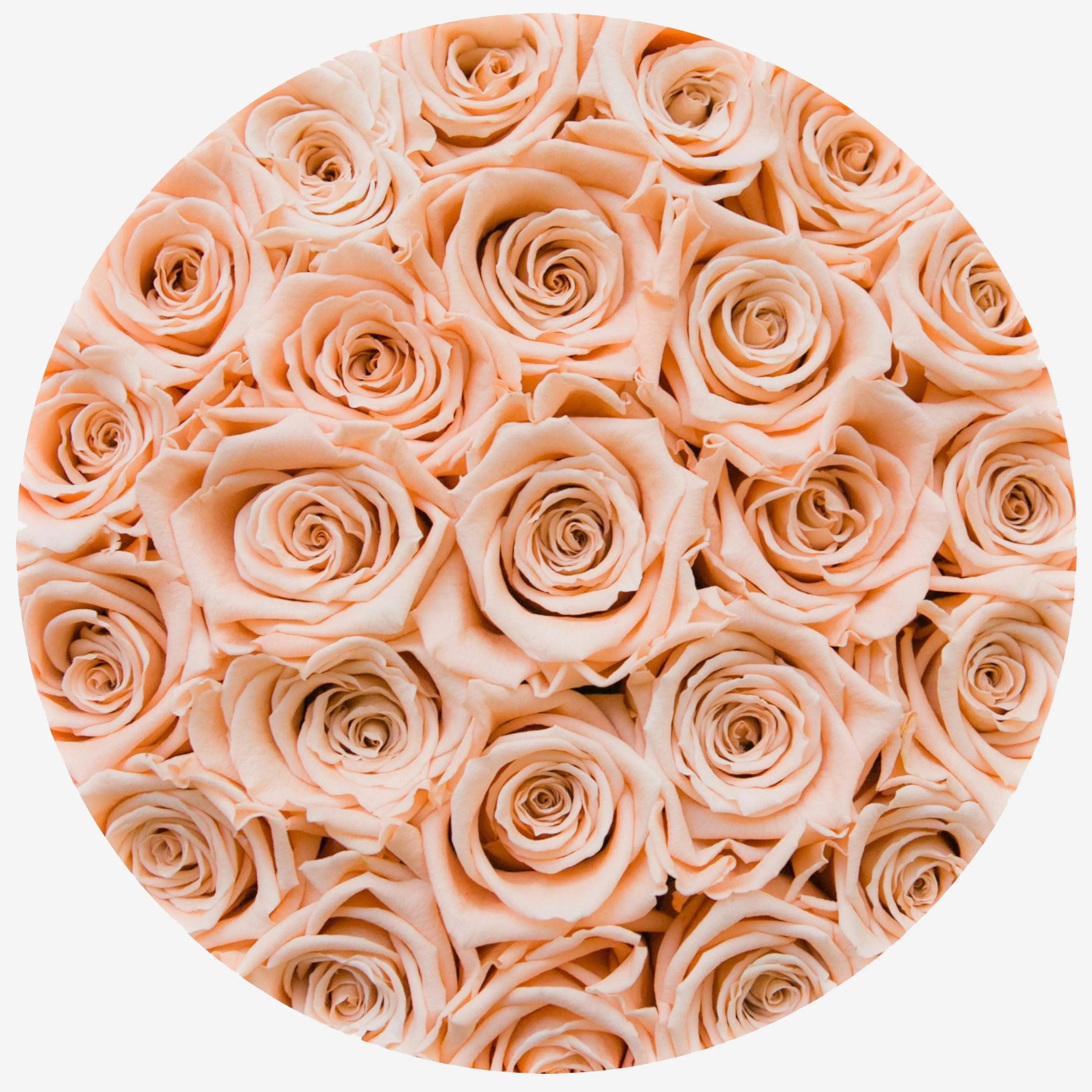Classic White Box | Peach Roses