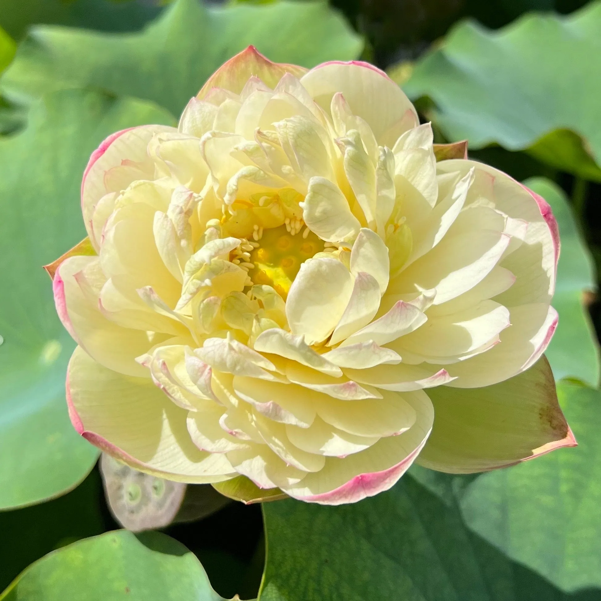 Clouds in Moling Lotus