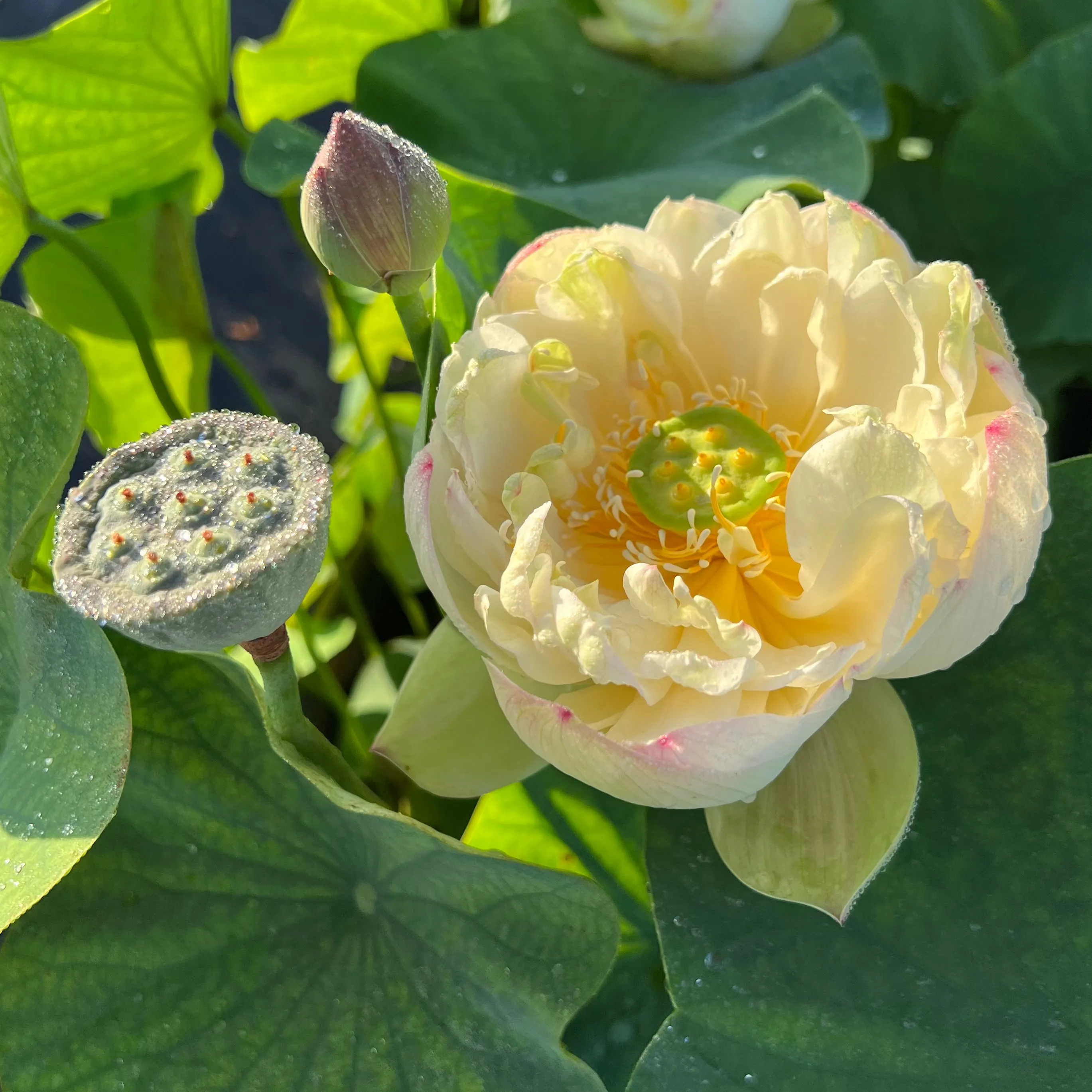 Clouds in Moling Lotus