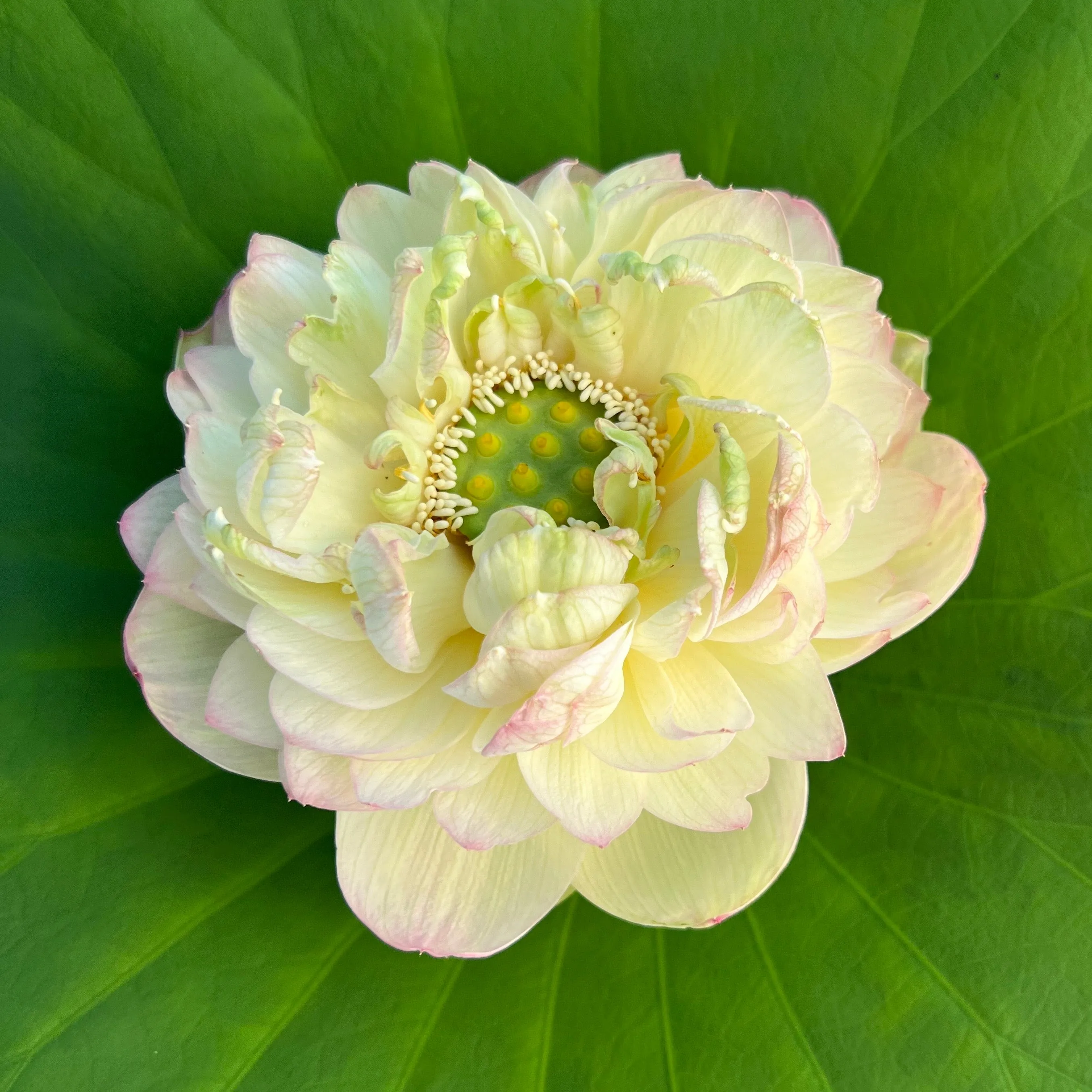Clouds in Moling Lotus
