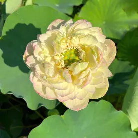 Clouds in Moling Lotus
