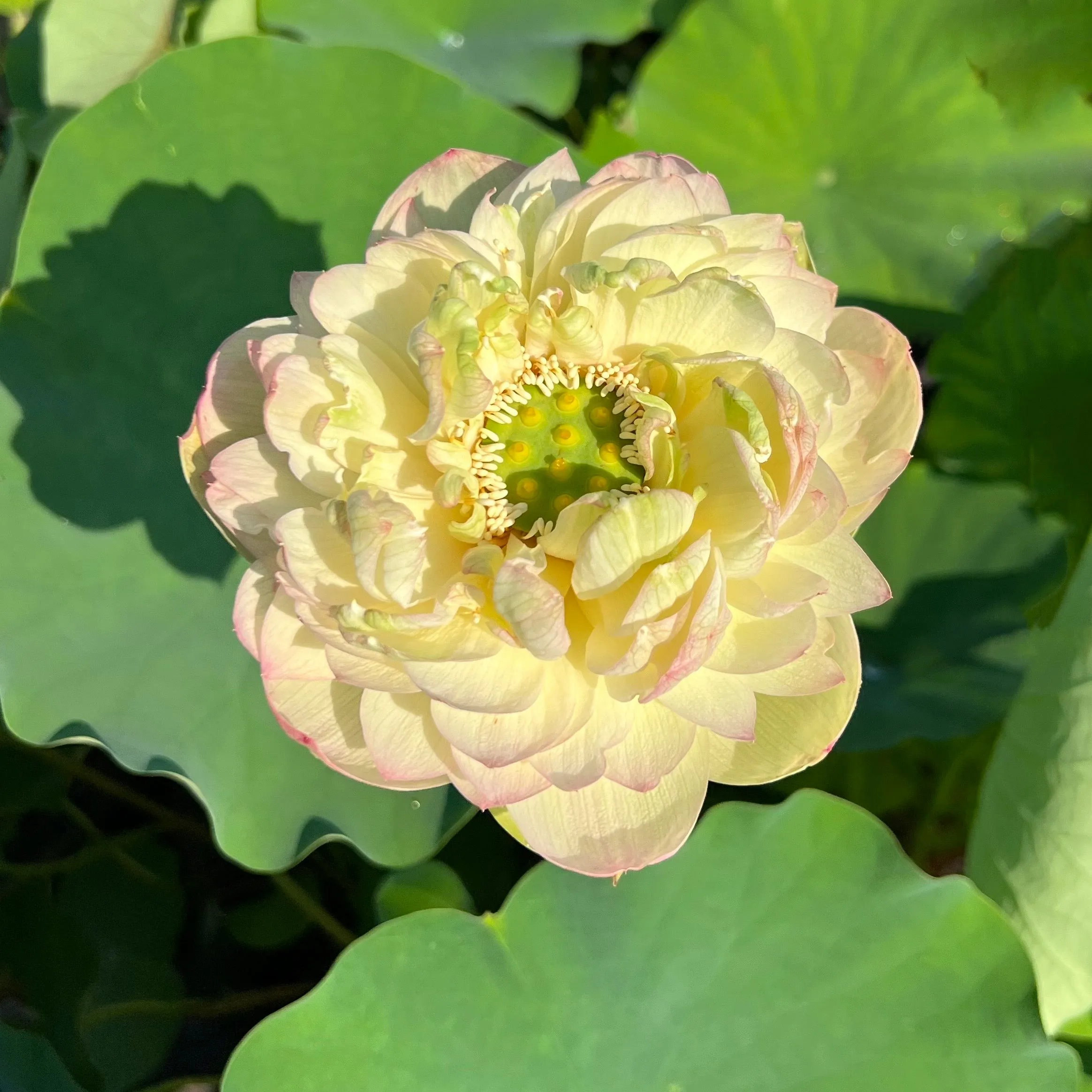 Clouds in Moling Lotus