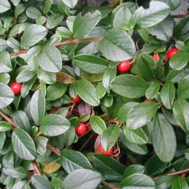 Cotoneaster dammeri Green Carpet