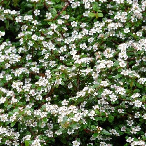 Cotoneaster dammeri Green Carpet