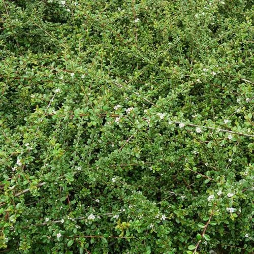 Cotoneaster dammeri Green Carpet