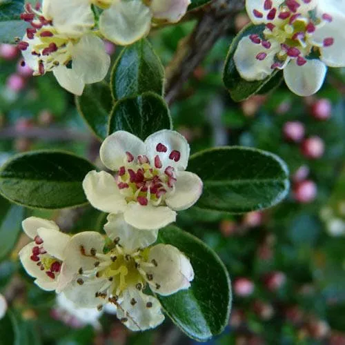 Cotoneaster dammeri Green Carpet