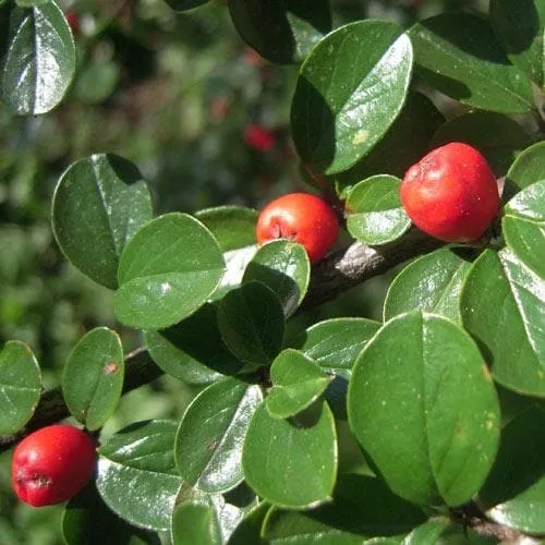 Cotoneaster dammeri Green Carpet