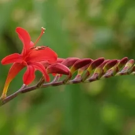 Crocosmia Lucifer AGM